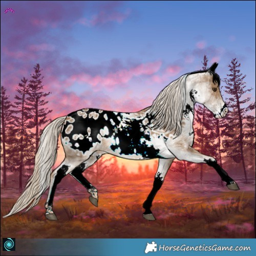 Horse Color:White Spotted Chocolate Palomino Blanket 