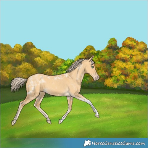 Horse Color:Gold Cream Champagne Dun Tobiano 