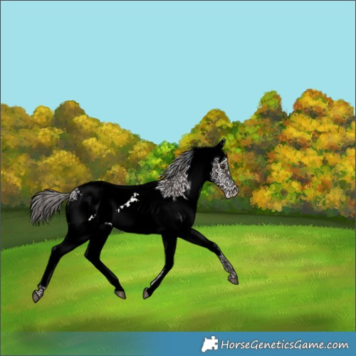 Horse Color:White Spotted Liver Chestnut Splash 