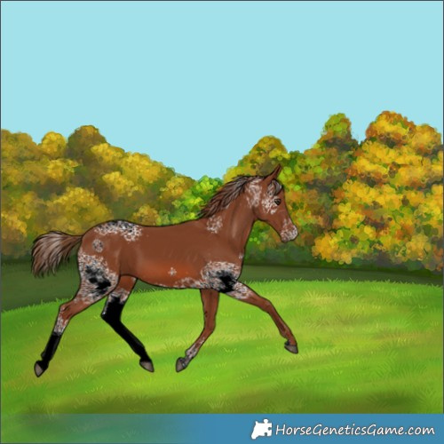 Horse Color:White Spotted Chestnut 