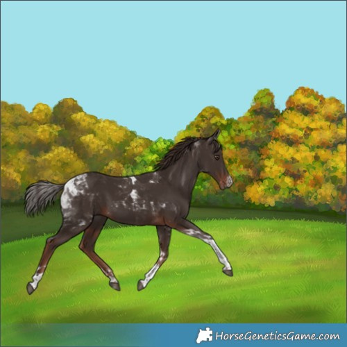 Horse Color:Liver Chestnut Tobiano 