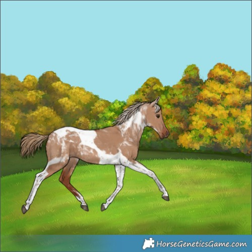Horse Color:Red Dun Tobiano 