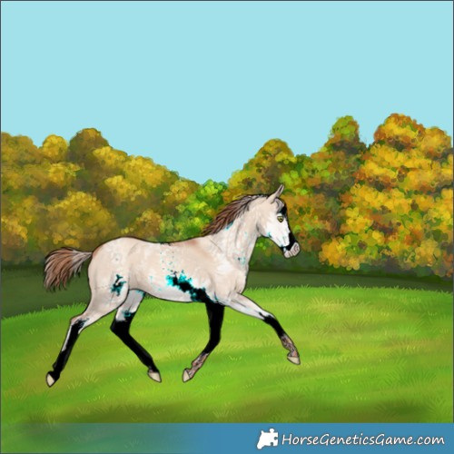 Horse Color:White Spotted Gold Champagne Dun Splash 