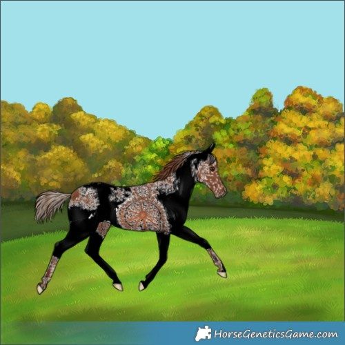 Horse Color:White Spotted Chestnut Splash 