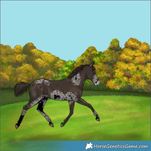 Horse Color:White Spotted Liver Chestnut 