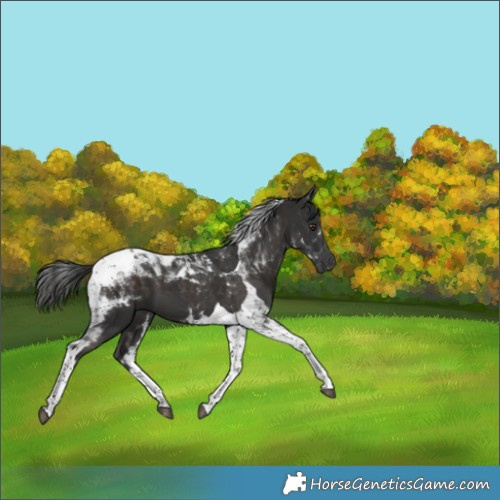 Horse Color:Liver Chestnut Tobiano 