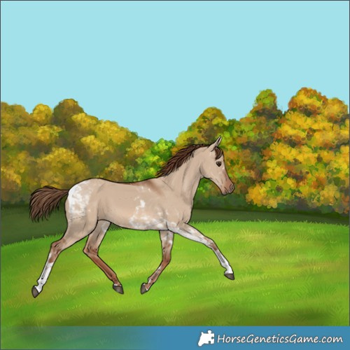 Horse Color:Red Dun Tobiano 