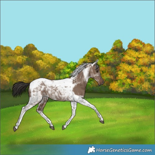 Horse Color:Liver Red Dun Tobiano 