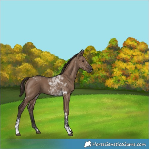 Horse Color:Liver Red Dun Tobiano 