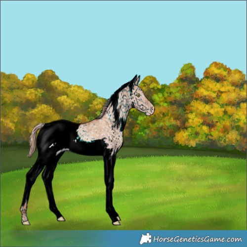 Horse Color:White Spotted Gold Champagne Dun 