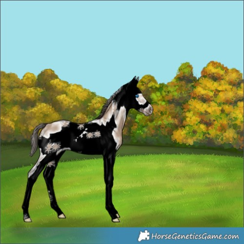 Horse Color:White Spotted Liver Red Dun Splash Frame 