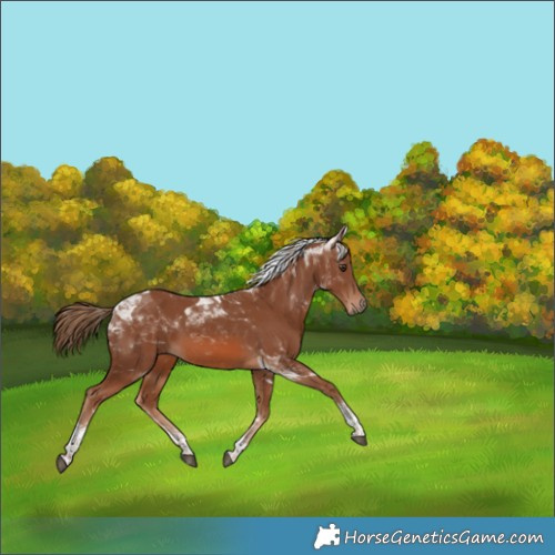 Horse Color:Chestnut Tobiano 