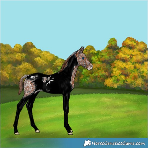 Horse Color:White Spotted Chestnut Splash Tobiano 