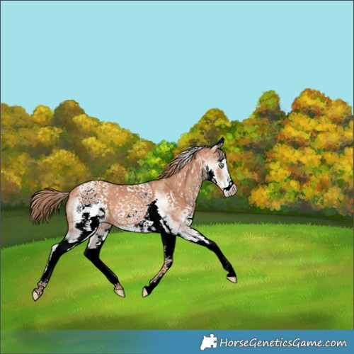 Horse Color:White Spotted Gold Champagne 