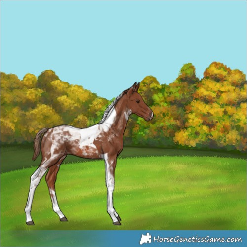 Horse Color:Chestnut Tobiano 