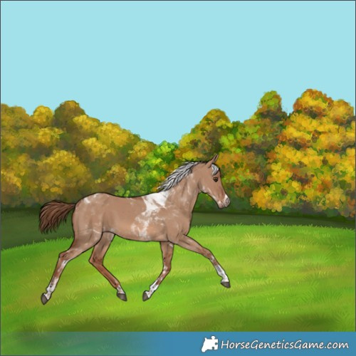 Horse Color:Red Dun Tobiano 
