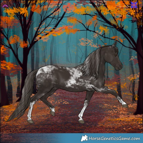 Horse Color:Liver Chestnut Tobiano 