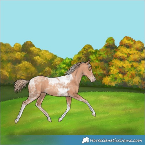 Horse Color:Gold Champagne Tobiano 