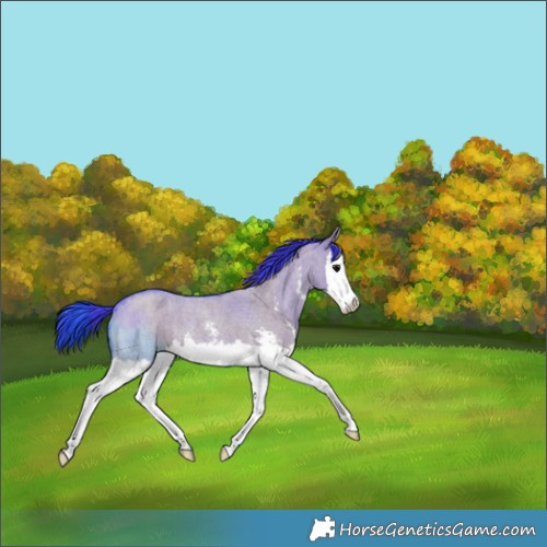 Horse Color:Watercolor Grullo Roan Sabino Splash Rabicano 