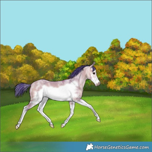 Horse Color:Watercolor Bay Dun Sabino Splash Frame 