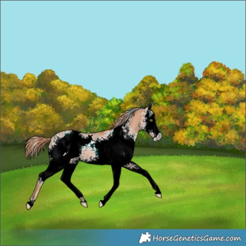 Horse Color:White Spotted Gold Champagne Roan 