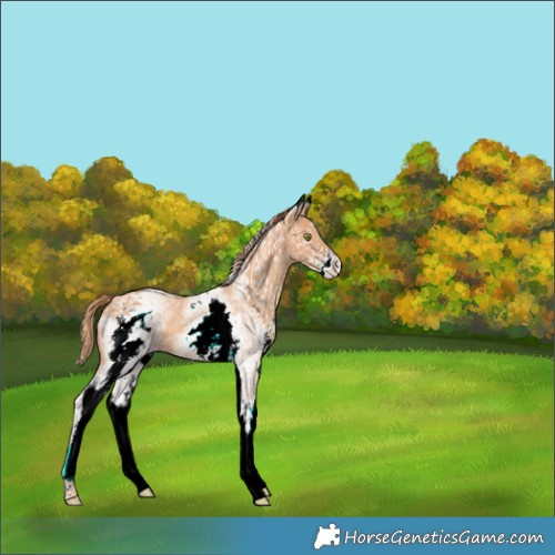 Horse Color:White Spotted Gold Champagne 