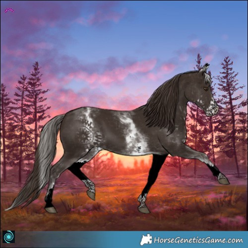 Horse Color:White Spotted Liver Chestnut 