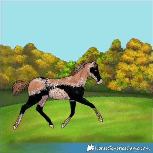 Horse Color:White Spotted Gold Champagne Splash 