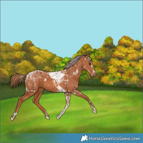 Horse Color:White Spotted Chestnut Tobiano 