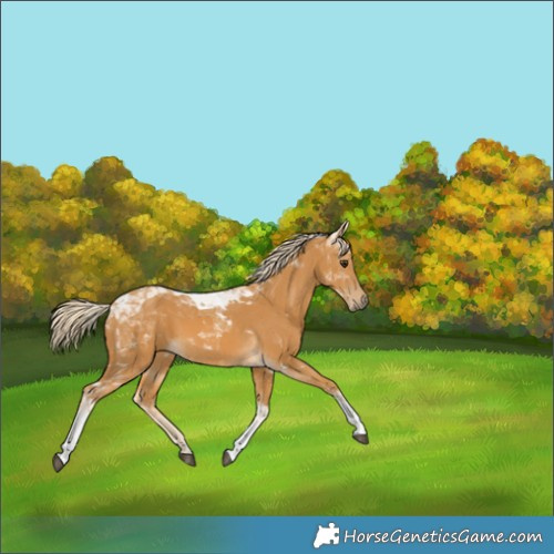 Horse Color:Palomino Tobiano 