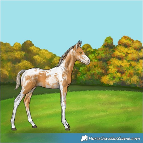 Horse Color:Palomino Tobiano 