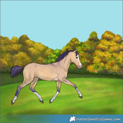 Horse Color:Watercolor Buckskin Dun Splash 