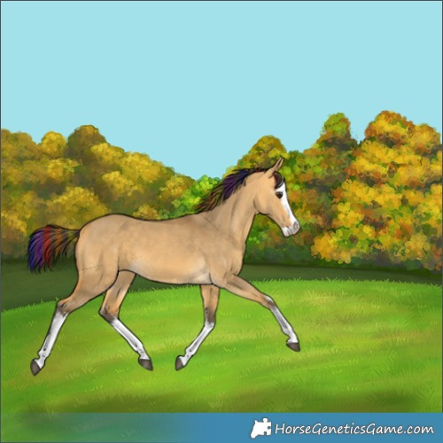 Horse Color:Painted White Spotted Buckskin Dun Splash 