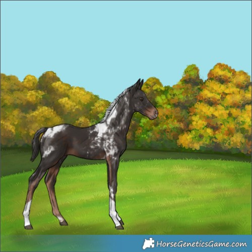 Horse Color:Liver Chestnut Tobiano 