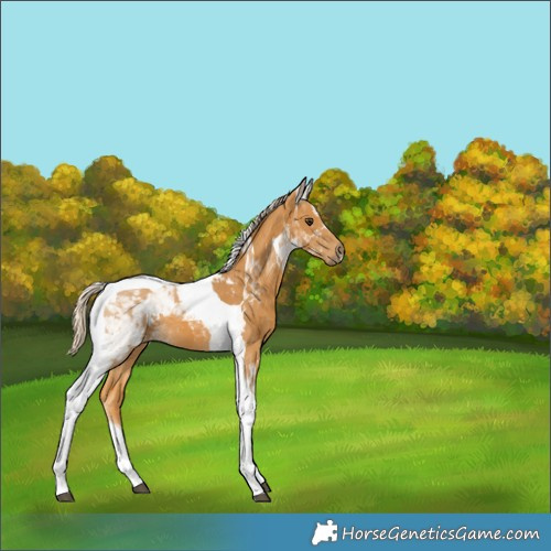 Horse Color:Palomino Tobiano 