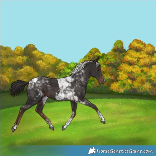 Horse Color:Liver Chestnut Tobiano 