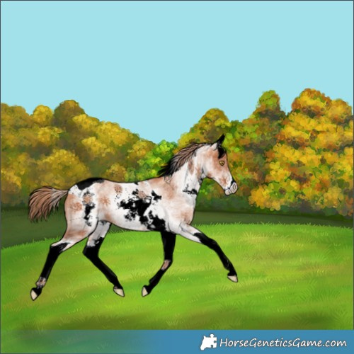 Horse Color:White Spotted Gold Champagne Tobiano 