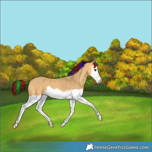 Horse Color:Painted Buckskin Dun Splash 