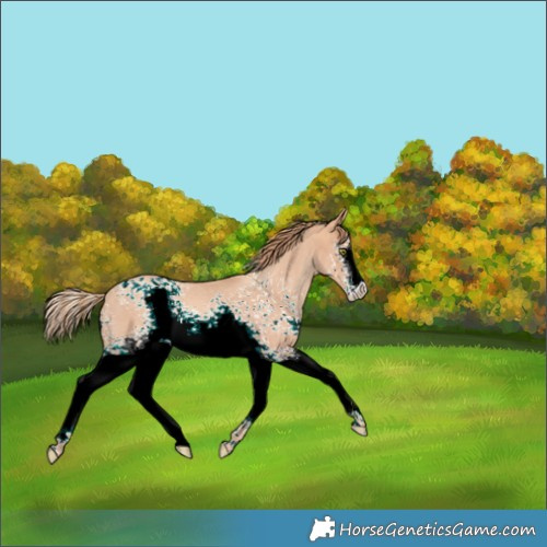 Horse Color:White Spotted Gold Champagne Roan 