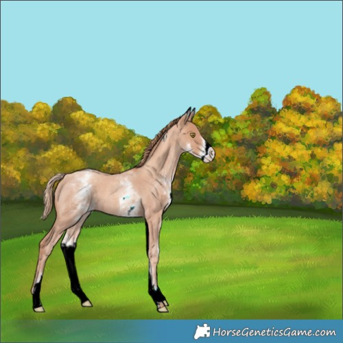 Horse Color:White Spotted Gold Champagne Roan 