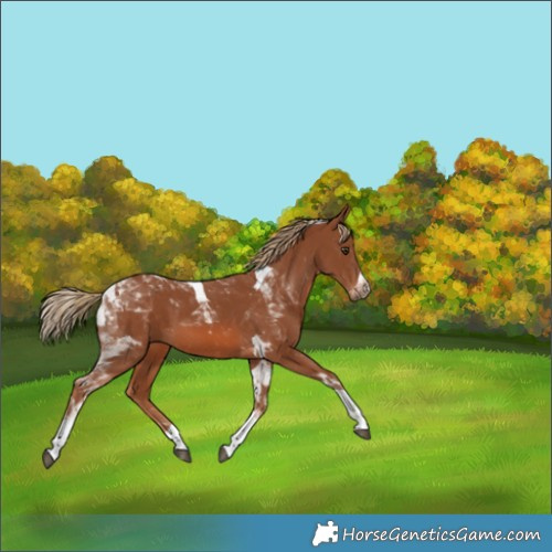 Horse Color:Chestnut Tobiano 
