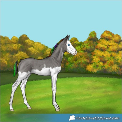 Horse Color:Painted Grullo Sabino Splash 