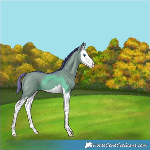 Horse Color:Watercolor Grullo Splash 