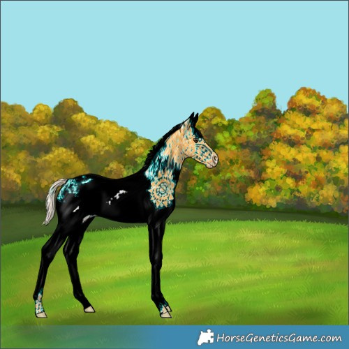 Horse Color:White Spotted Palomino Splash 