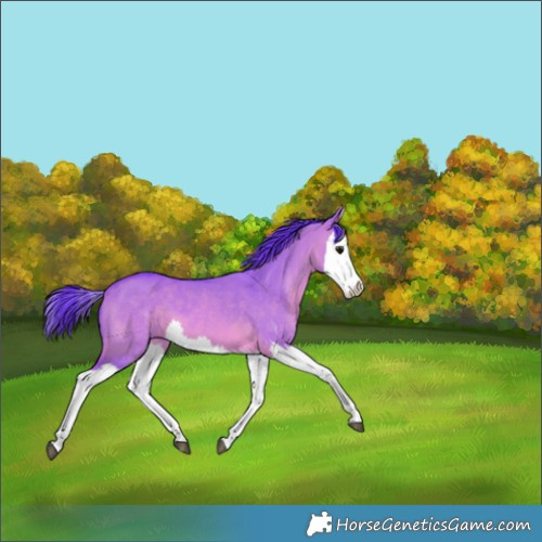Horse Color:Watercolor Bay Dun Splash 