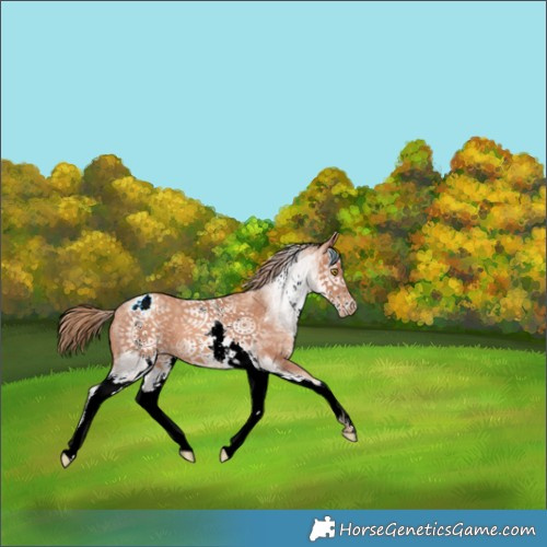 Horse Color:White Spotted Gold Champagne Appaloosa 