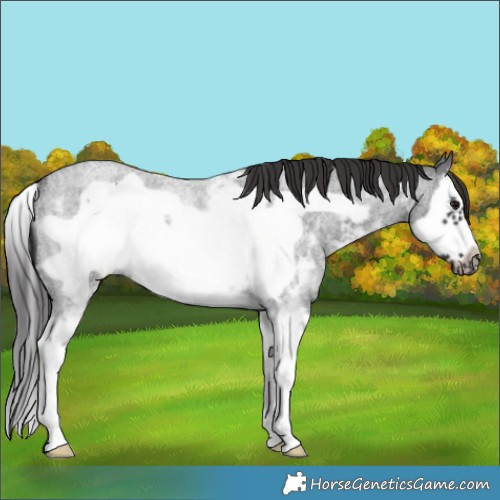 Horse Color:Smoky Blue Roan Sabino Splash Frame Rabicano