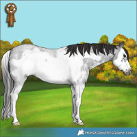 Horse Color:Smoky Blue Roan Sabino Splash Frame Rabicano