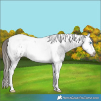 Horse Color:Smoky Blue Ice Roan Splash Tobiano Frame Appaloosa Rabicano 