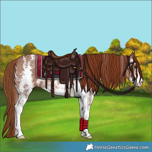 Horse Color:Chestnut Sabino Rabicano